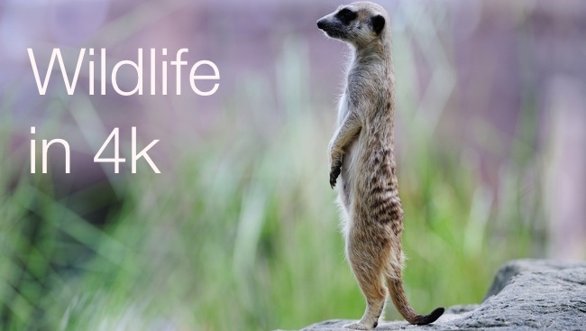 Wildlife in 4K Shutterstock/RedShark